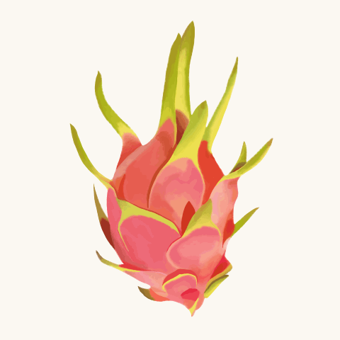 Original artwork by Eva Roethler depicting a hand-drawn hyperrealistic dragon fruit spinning around in a circle on loop. 