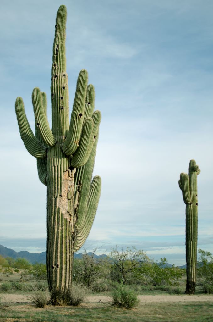 Portrait of a cactus in the Sonoran desert taken by Eva.